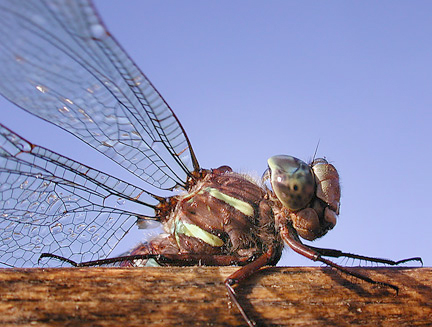 dragonfly_sm.jpg
