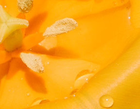 yellow_tulip_inide_sm.jpg