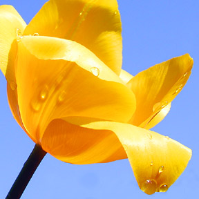 yellow_tulip_sm.jpg