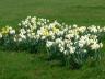 meudon_daffodils.jpg