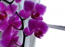 purple_orchid.jpg