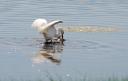 snowy_egret.jpg