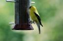 goldfinch_7_07.jpg