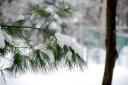 snowy_pines.jpg
